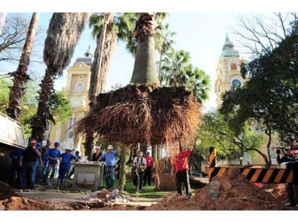 Manejo Corte E Poda De Arvores Em S O Paulo Outros Servicios