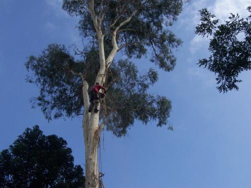 Fotos de Cortes e podas de árvores curitiba 2